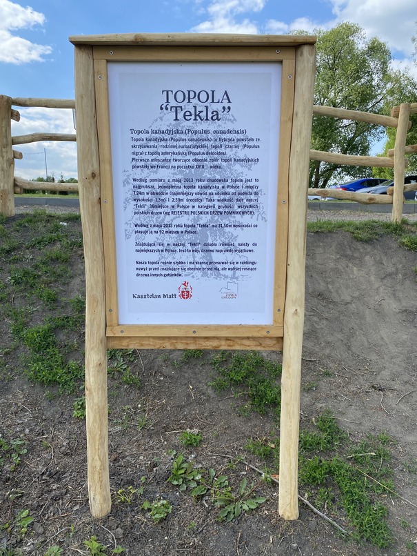 Edukacyjna tablica informacyjna z drewna akacjowego o Topoli Tekli w Chudowie